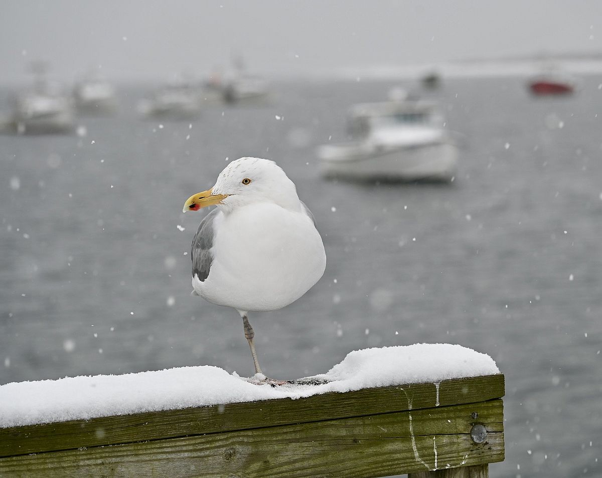 A round and puffy Herring Gull. Photo by Bob Dennis
