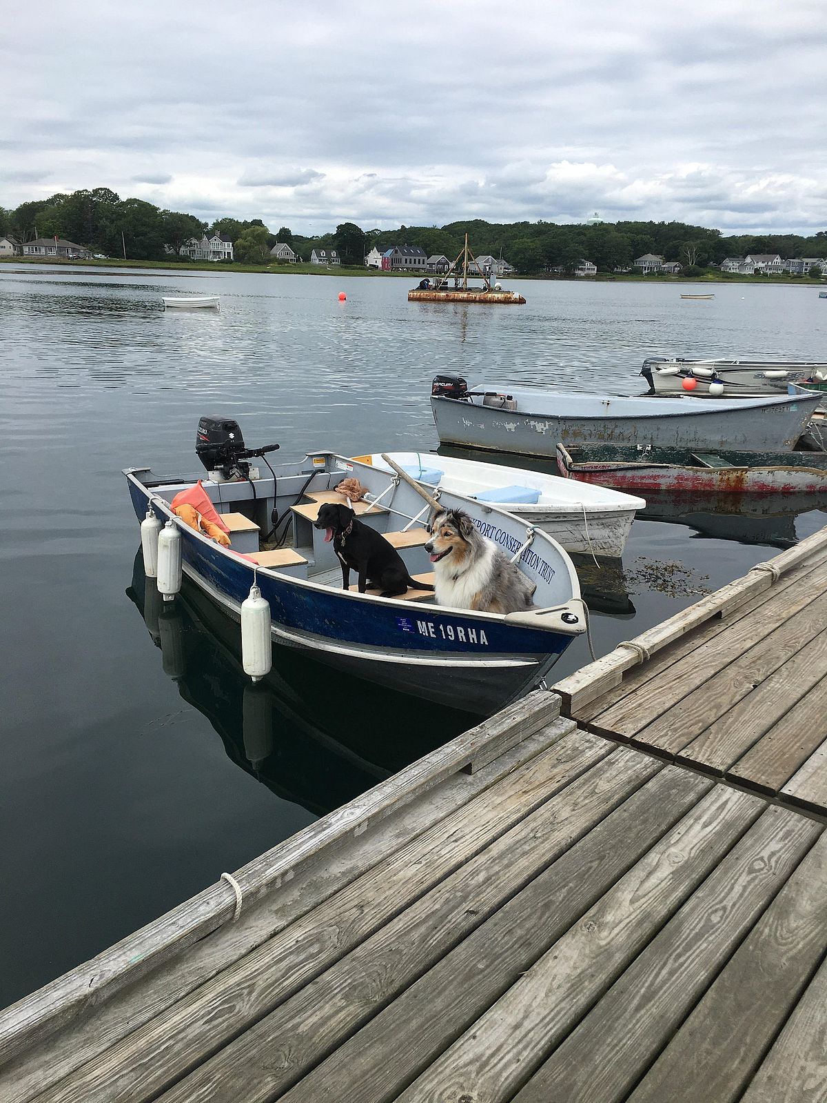 The Dombrowski dogs ready to head home to Goat Island