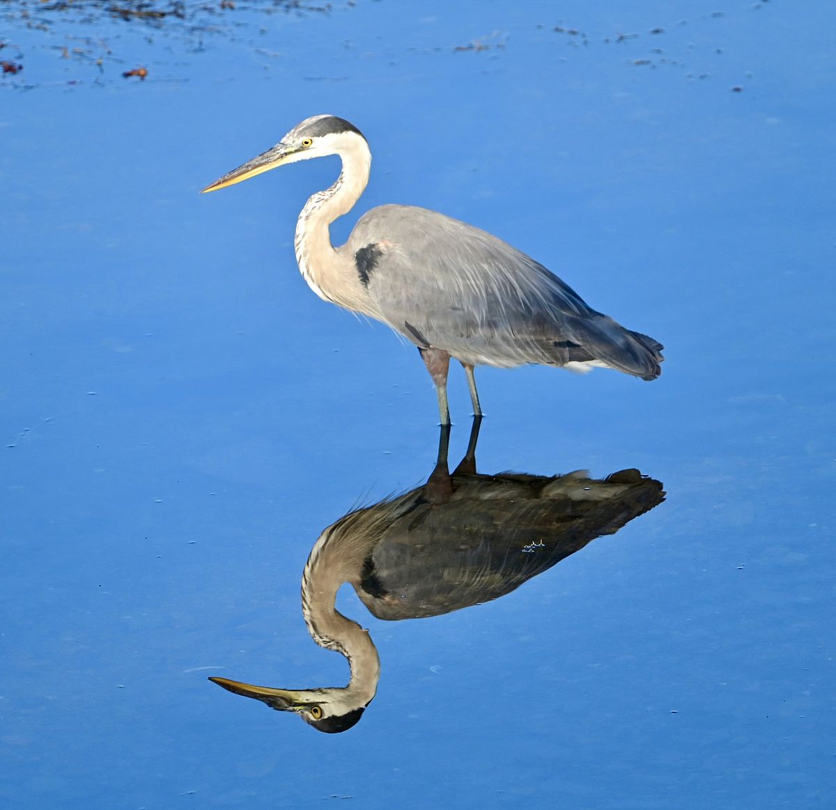 A Beautiful Reflection: Photo by Robert Dennis