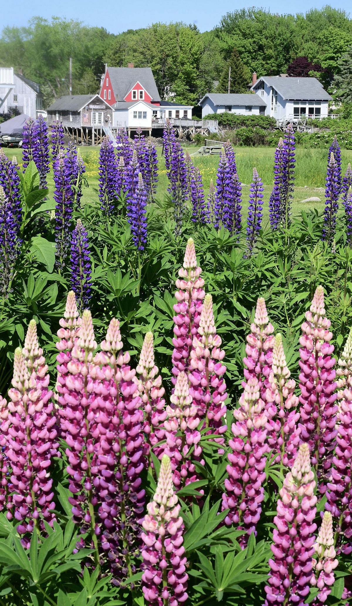 Spring Beauty: Photo by Robert Dennis
