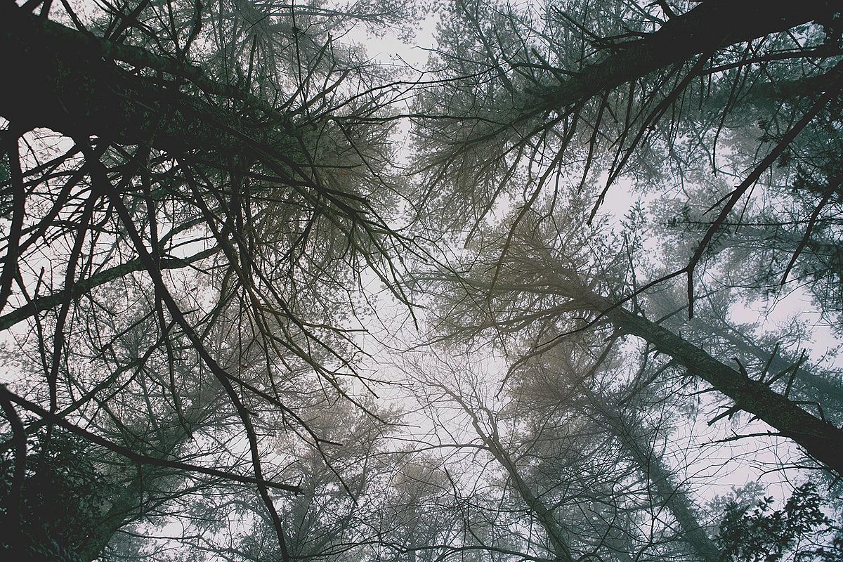 The Protesting Canopy of the Learning Trail: Photo by Tess Johnson