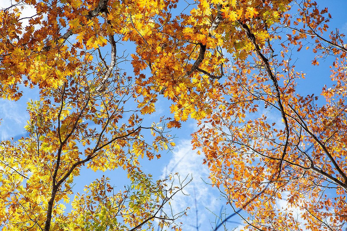 Golden Leaves at the Smith Preserve: Photo by Tess Johnson.