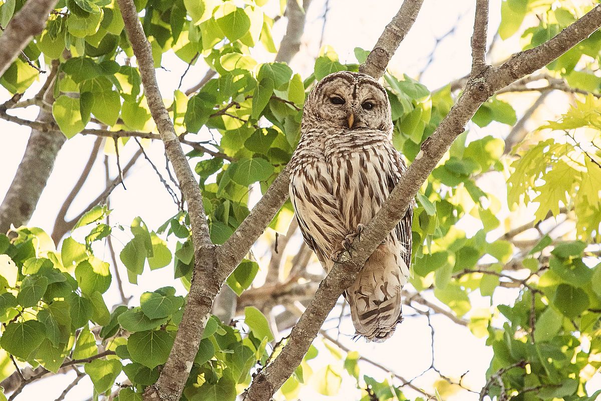 A Forest Friend at the Emmons Preserve: Photo by Tess Johnson