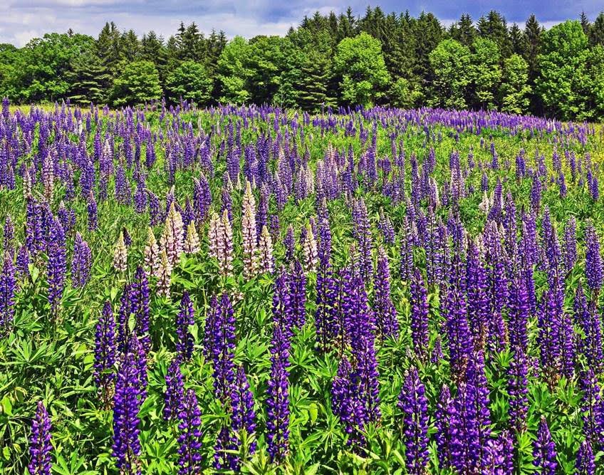 In Love with the Lupines at KCT’s Smith Preserve