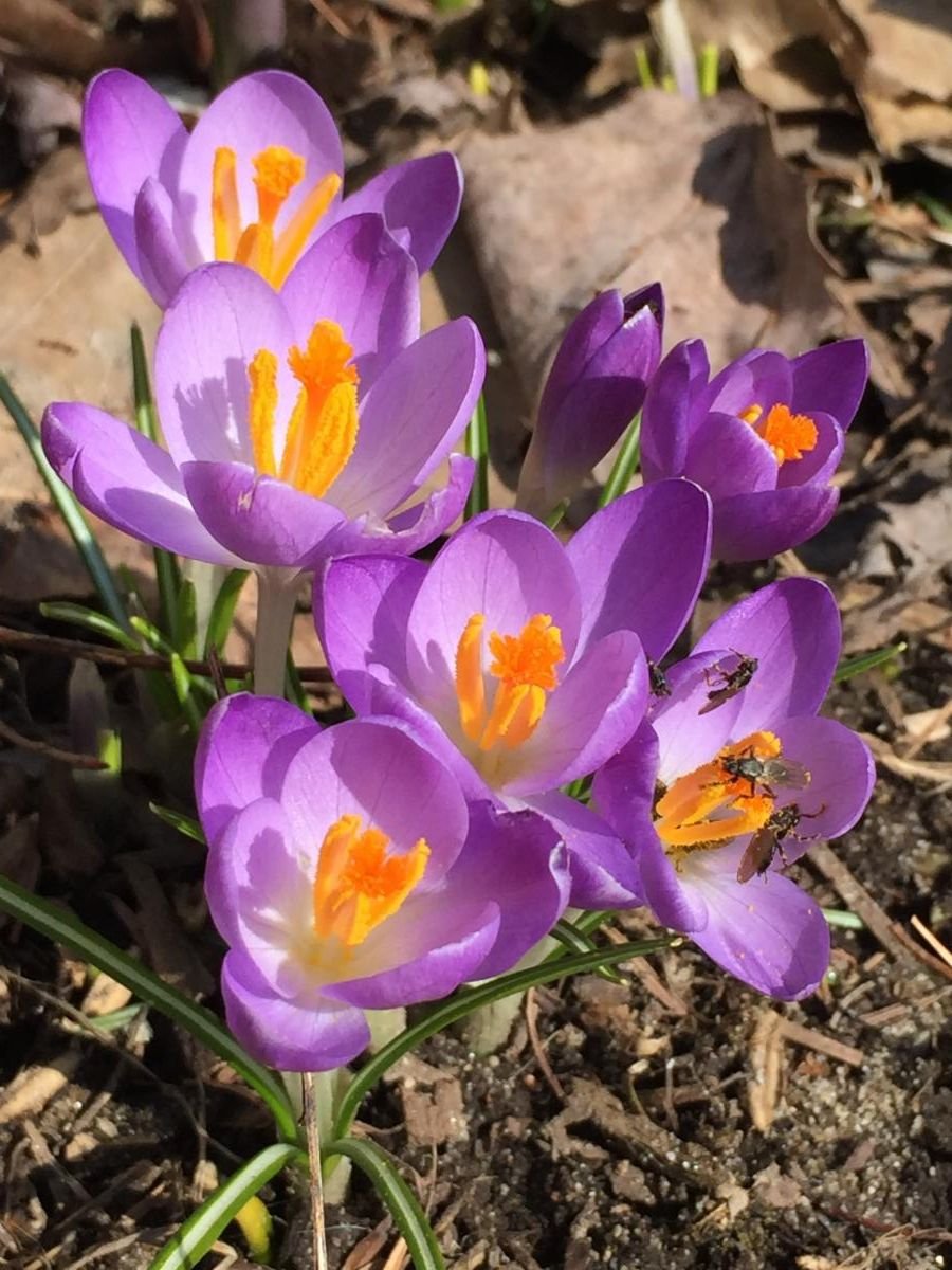 Soon, the snow will be replaced by Crocuses. Photo by Jenne James