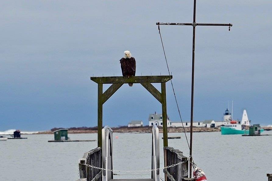 Watching Over Cape Porpoise Harbor, Photo by Robert Dennis