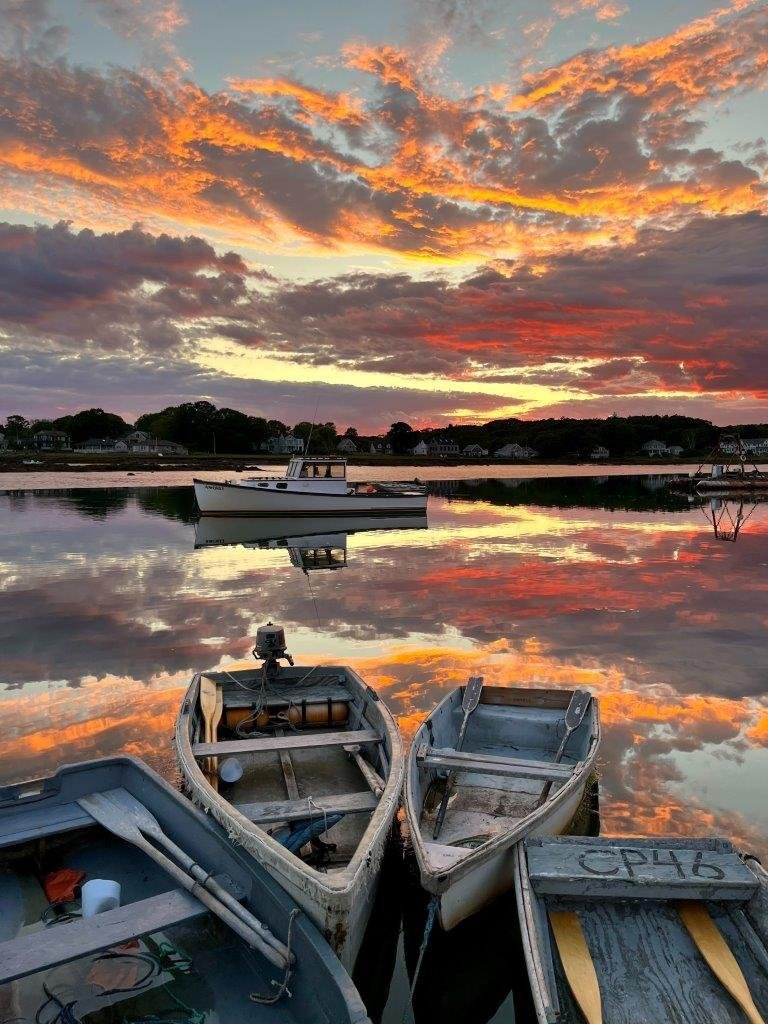 A Magnificent Living Cape Porpoise Watercolor: Photo by Robert Dennis