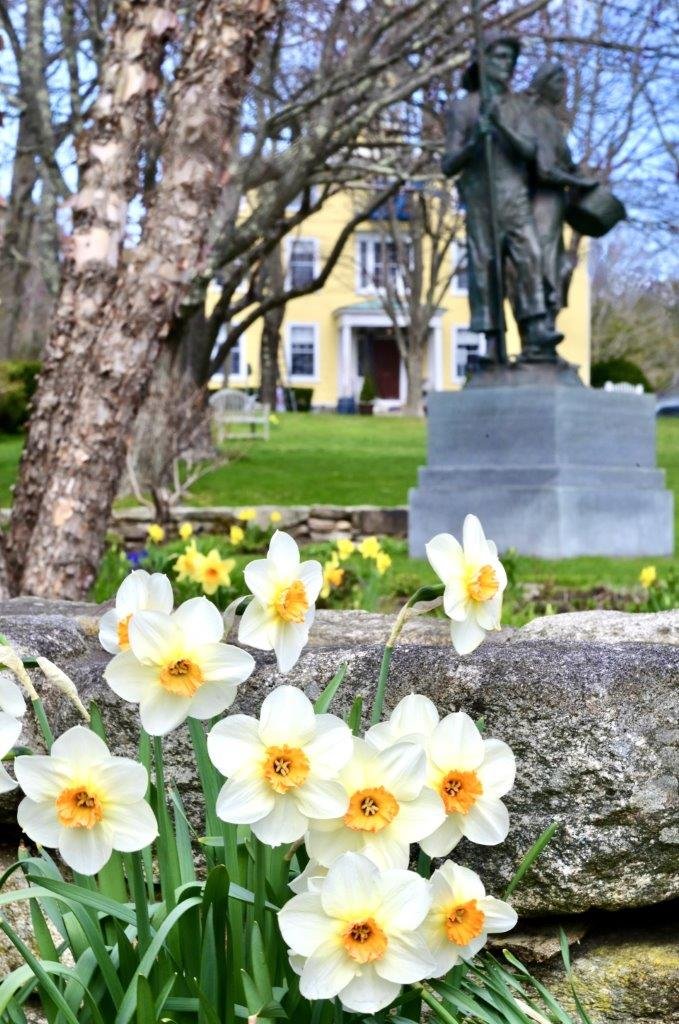 Daffodils in Ganny’s Garden: Photo by Robert Dennis